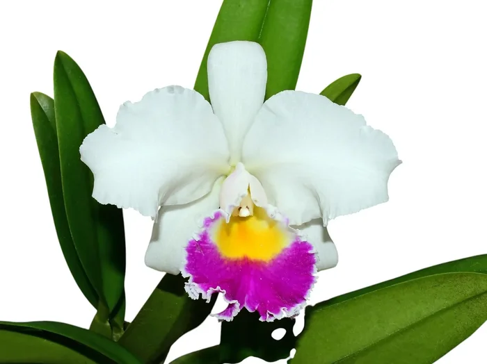 Cattleya Manuel Moran