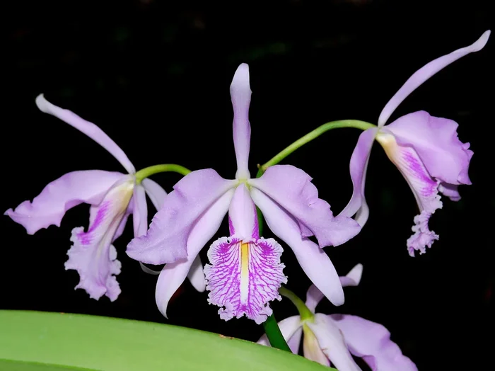 Cattleya maxima coerulea ‚Hector‘ x semialba