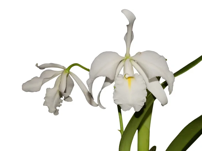 Cattleya maxima f. alba