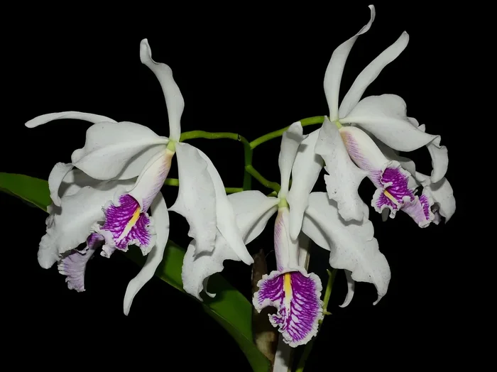 Cattleya maxima f. semi-alba (‚Angel‘ X ‚Rolando‘)