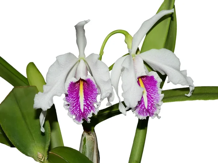 Cattleya maxima semialba ‚La Pedrena‘ #1 003182 x self