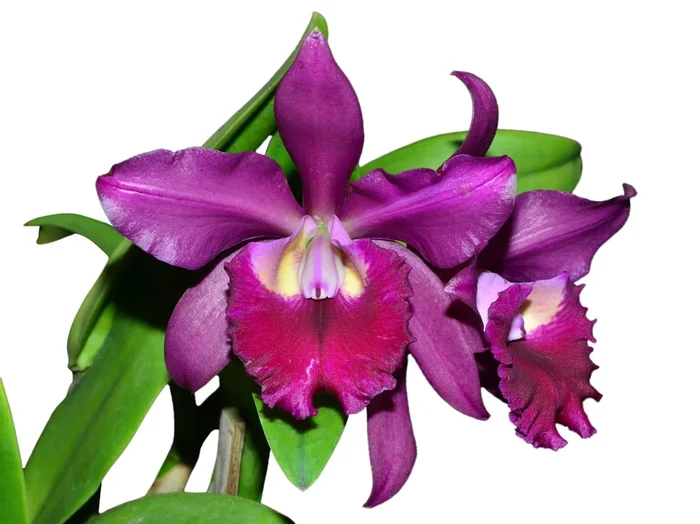 Cattleya Miss World Ecuador