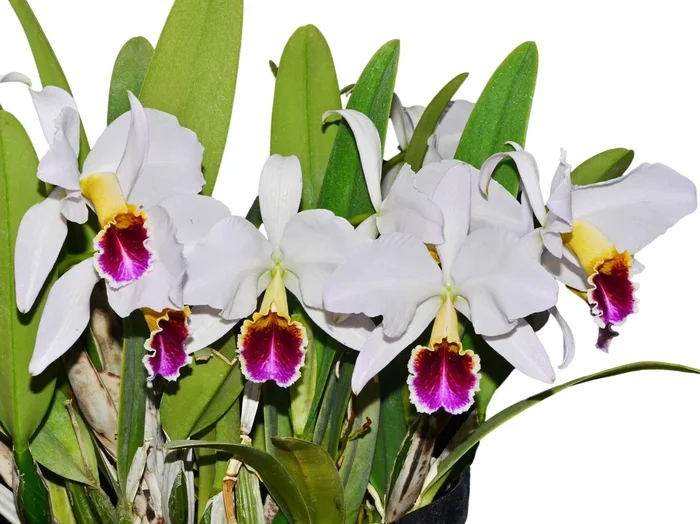 Cattleya percivaliana f. semi-alba