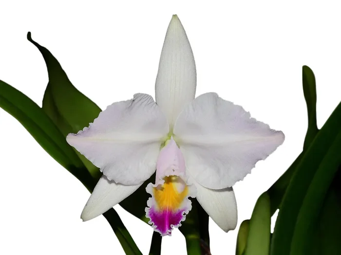 Cattleya quadrícolor #3 x #2