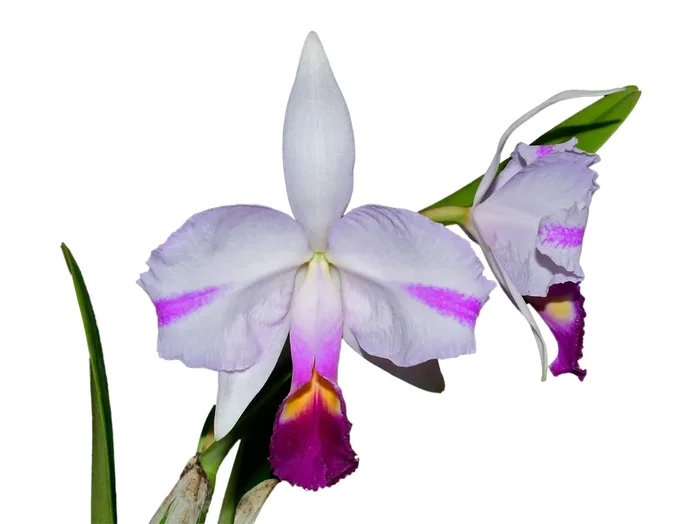 Cattleya trianae splash ‚Priscila‘ x splash #146