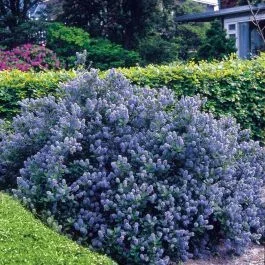 Ceanothus blau