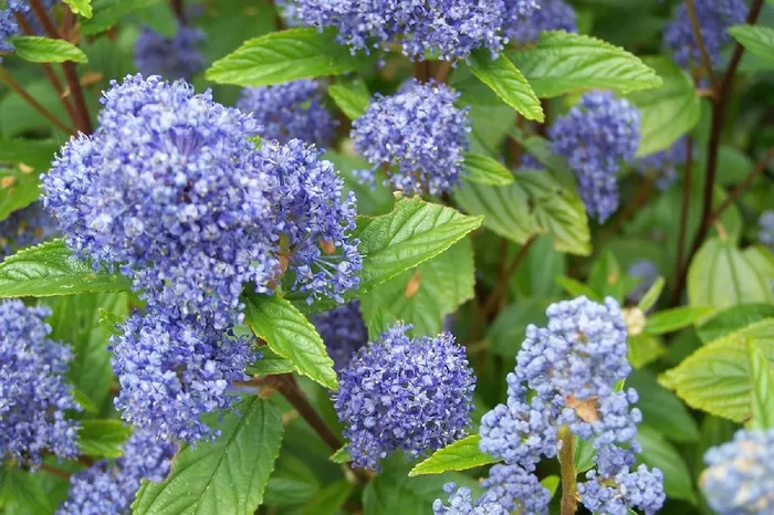 Ceanothus delilianus ‚Gloire de Versailles‘ (Säckelblume)