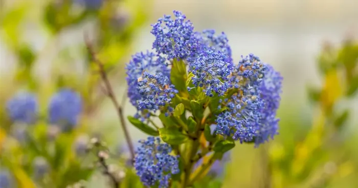 Ceanothus impressus ‚Victoria‘