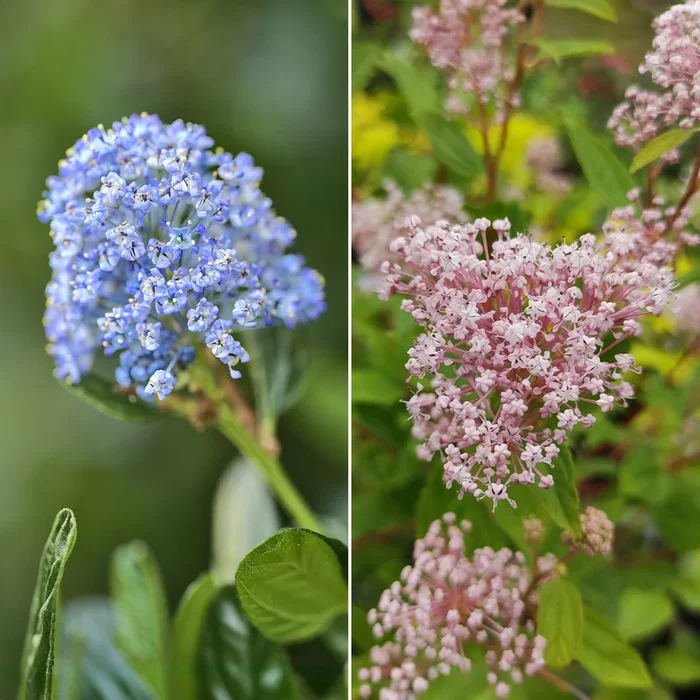 Ceanothus-Sammlung (x2)