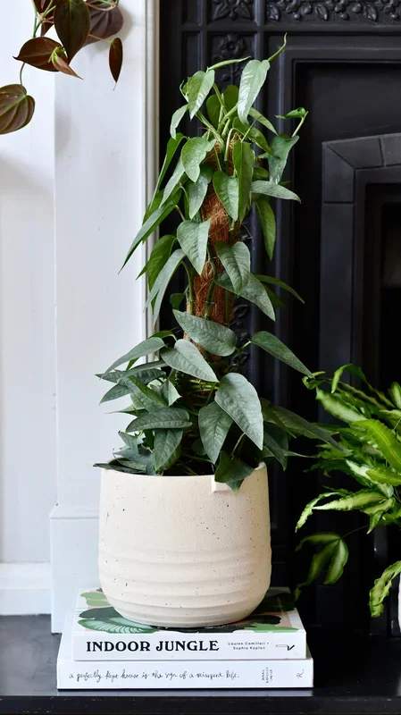 Cebu Blue on moss pole (Cebu Blue Pothos, Epipremnum pinnatum)