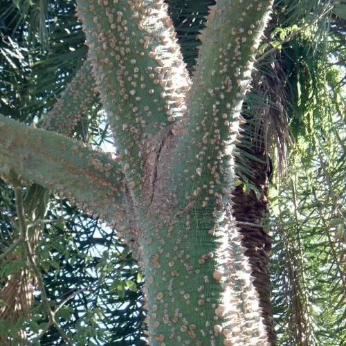 Ceiba Pentandra