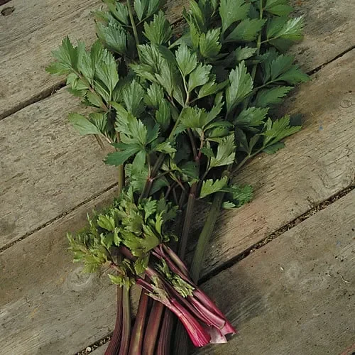 Celery Giant Red