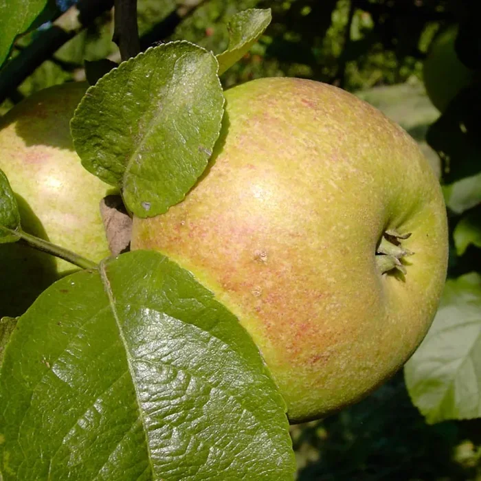 Celler Dickstiel – Winterapfel