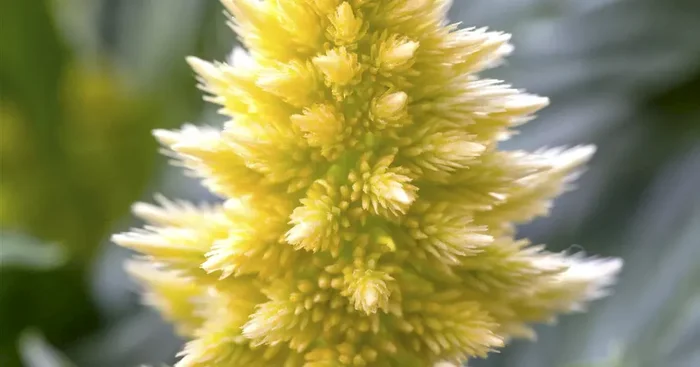 Celosia argentea