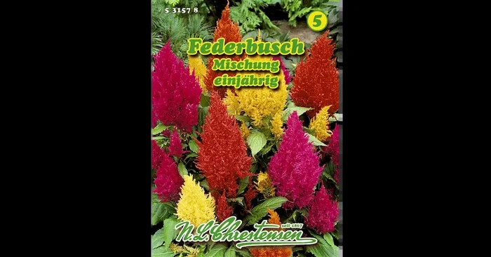 Celosia Federbusch Mg.