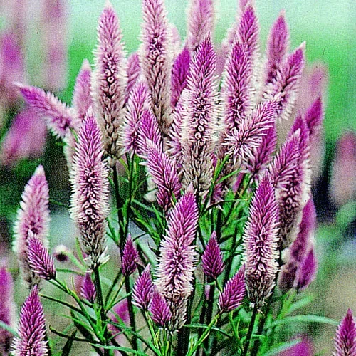 Celosia Spicata ‚Flamingo Feather‘