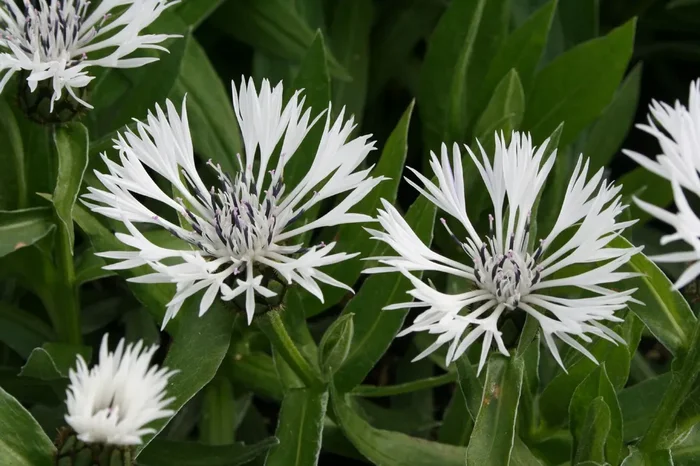 Centaurea montana ‚Alba‘ (Weiße Berg-Flockenblume)