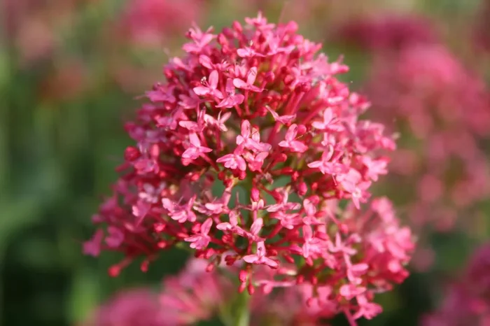 Centranthus ruber ‚Coccineus‘ (Rotblühende Spornblume)