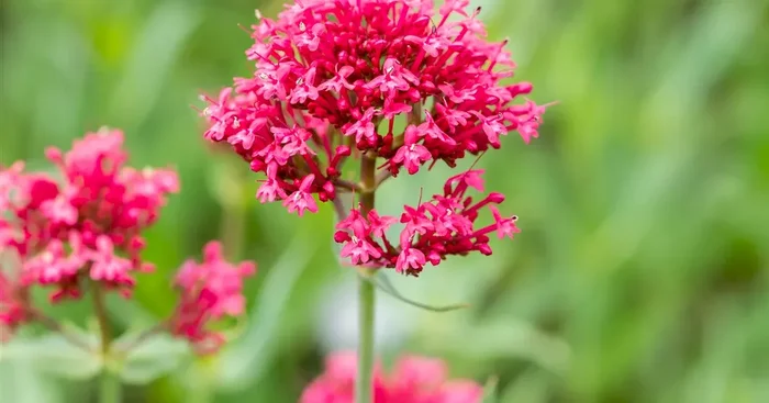 Centranthus ruber ‚Coccineus‘