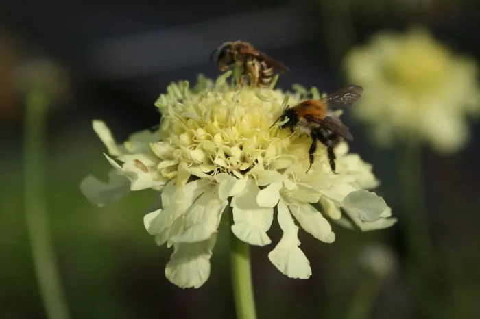Cephalaria gigantea (Riesenschuppenkopf)