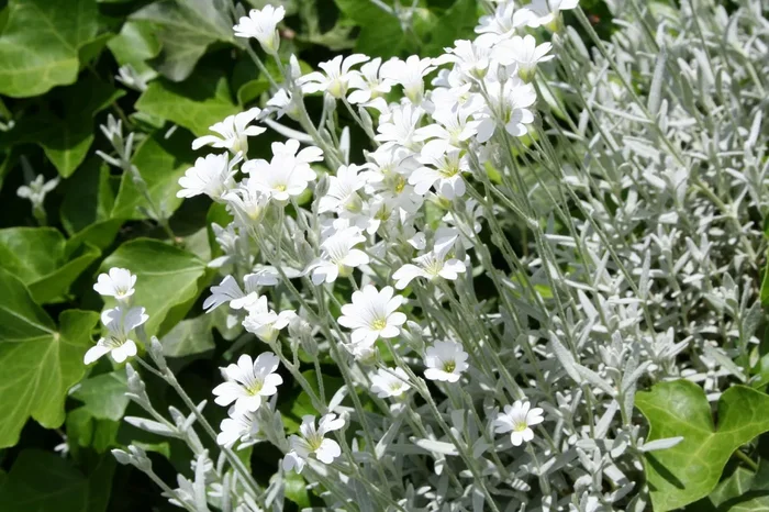 Cerastium tomentosum var. columnae (Hornkraut)