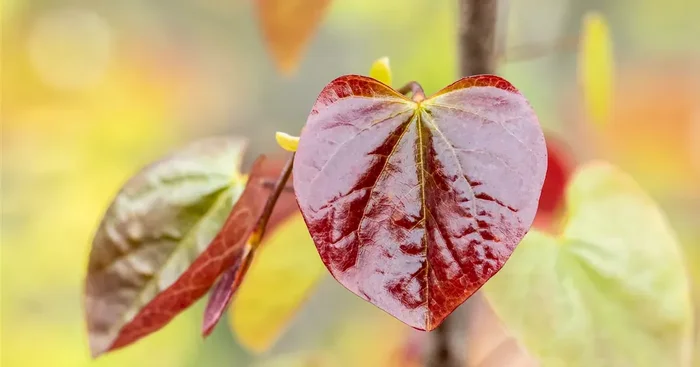 Cercis canadensis ‚Merlot‘