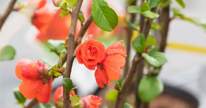 Chaenomeles ‚Orange Storm‘ ®