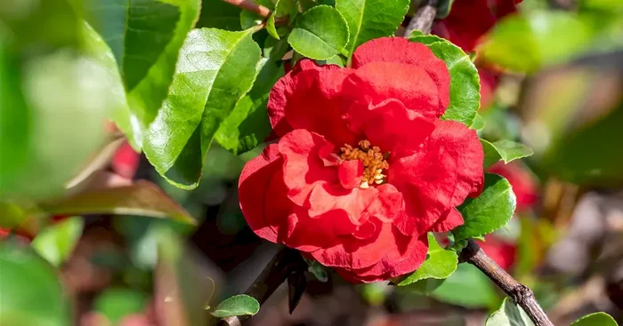 Chaenomeles ‚Scarlet Storm‘ ®