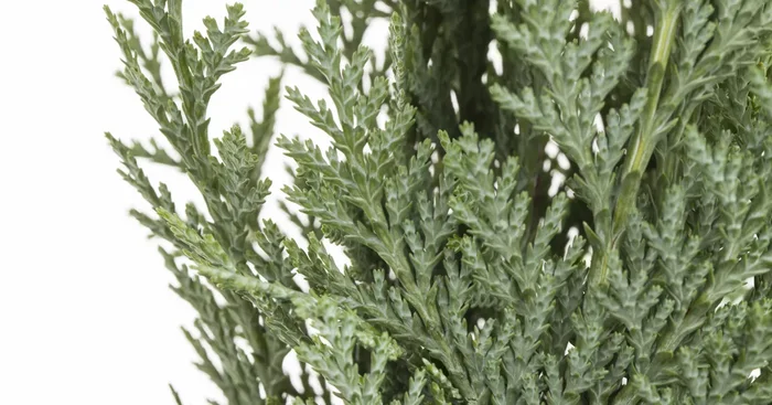 Chamaecyparis lawsoniana${2}