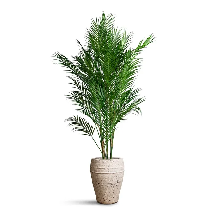 Chamaedorea Palm – Parlour Palm – Artificial