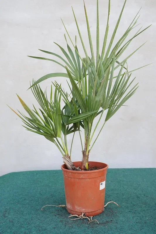 Chamaerops humilis – Europäische Zwergpalme aus Freilandzucht
