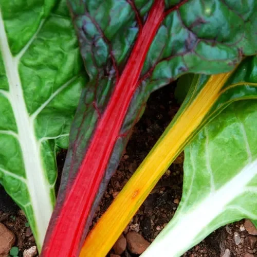 Chard Rainbow