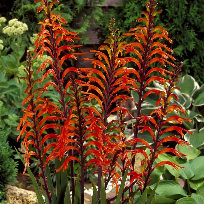 Chasmanthe Kobra-Lilie Chasmanthe floribunda – Bestellnummer 5505410