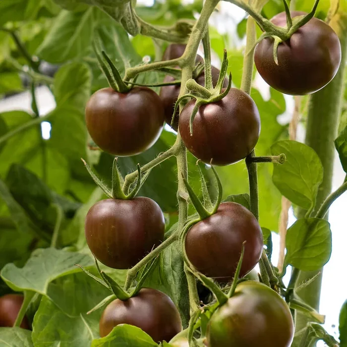 Cherrytomate dunkel Bio-Gemüse-Samen