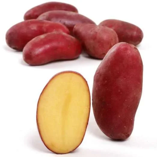 CheyennePflanzkartoffeln, bio