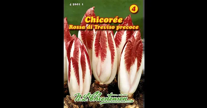 Chicoree Rossa di Treviso precoce