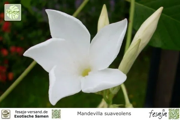Chilenischer Jasmin, Mandevilla suaveolens