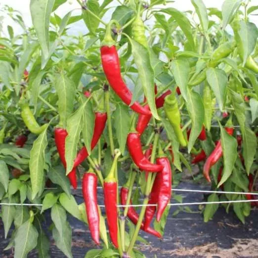 Chili Carino Caliente