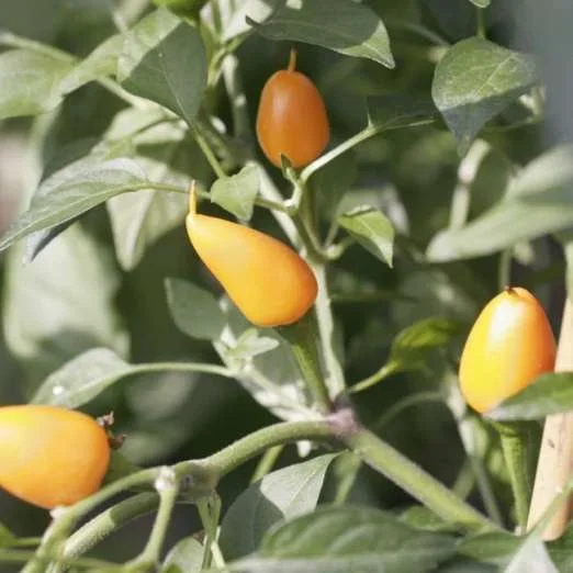 ChiliCapela orange