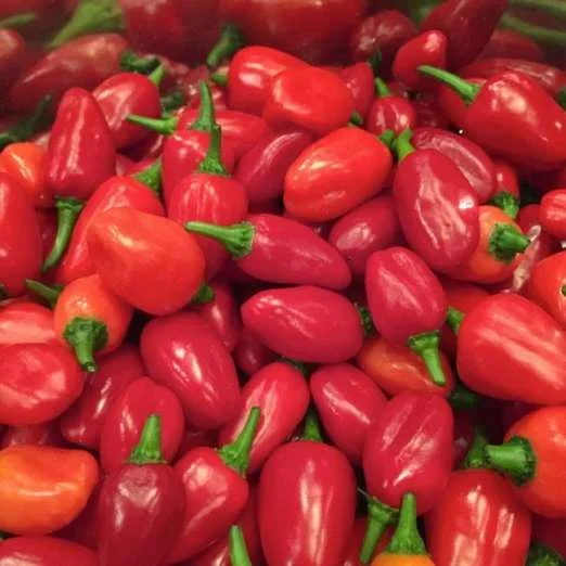 ChiliCapela rot
