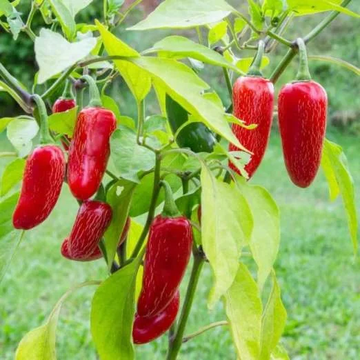 ChiliJalapenoPflanze