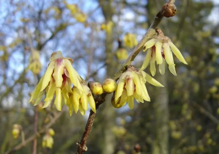Chimonanthus praecox (Winterblüte)