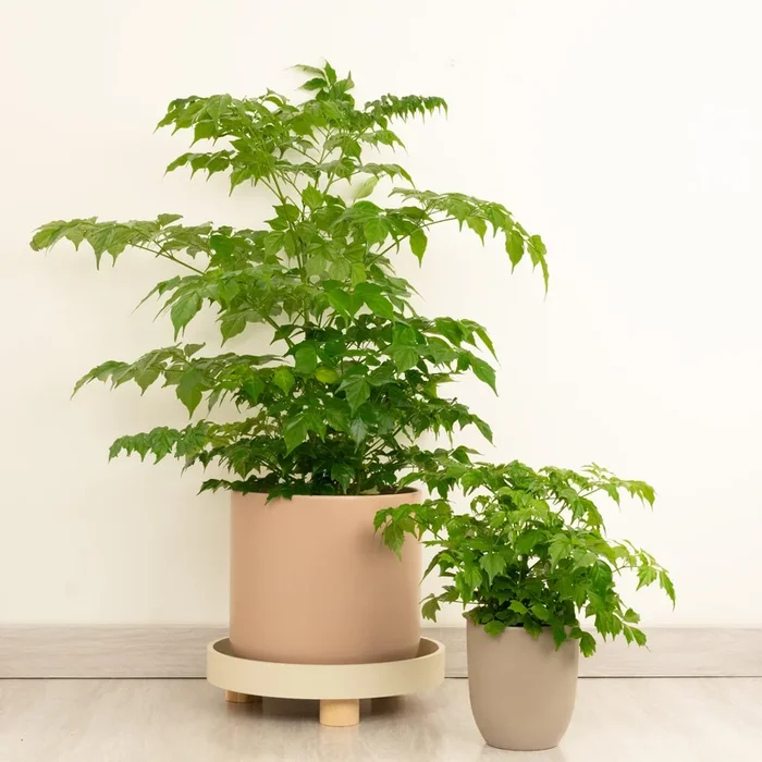 China Doll Plant