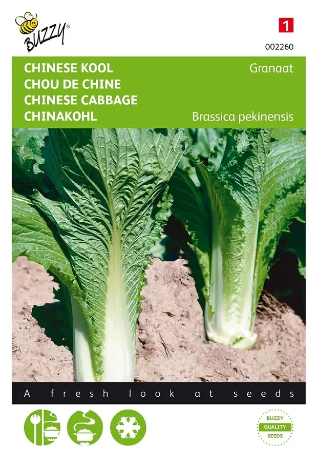 Chinakohl Samen Cantoner