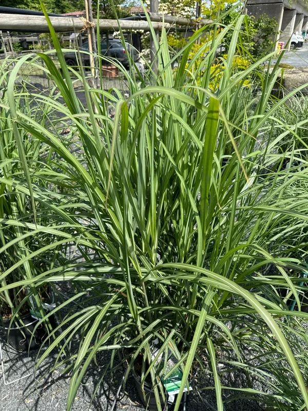 Chinaschilf ‚Malepartus‘ XXL