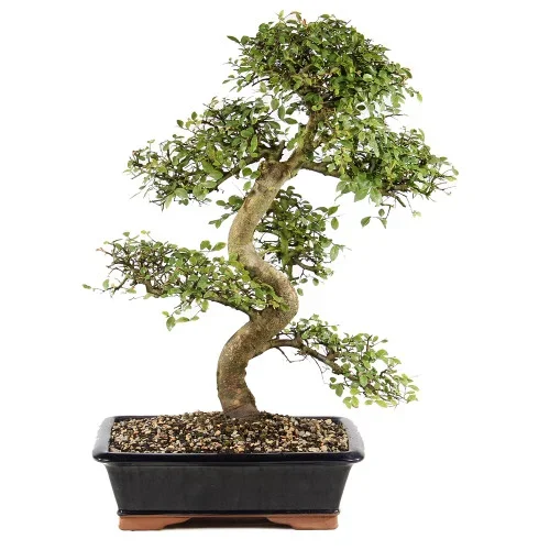 Chinese Elm – ST9225CE-A
