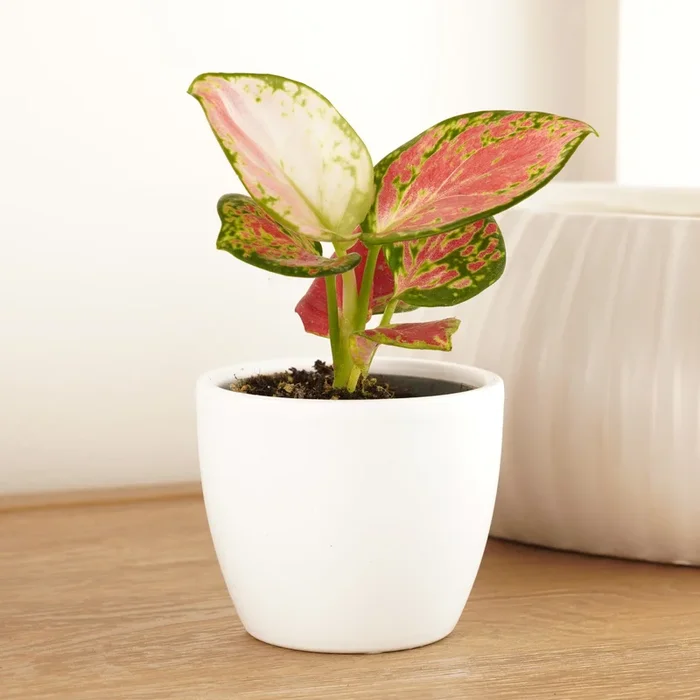 Chinese Evergreen | Red Zirkon
