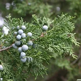 Chinesische Wacholder (Juniperus chinensis ‚Keeteleri‘)