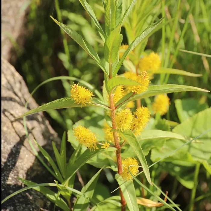 Chinesischer Thyrsiflora