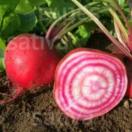 Chioggia – Rande
